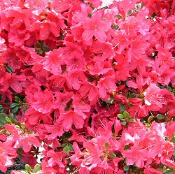 [26年10月中下旬予約]クルメツツジ（久留米ツツジ）：日の出5号鉢植え
