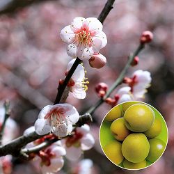 ウメ（梅）：鶯宿 4～5号ポット＊