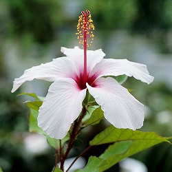 ハイビスカス：ピンク・アーノッティアヌス3号ポット 12株セット