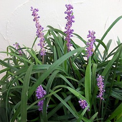 （まとめ割り）ヤブラン（リリオペ）：ロイヤルパープル 3号ポット 12株セット