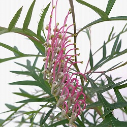 グレヴィレア：ブロンズランバー5号鉢植え