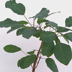 （わけあり特価）スモークツリー品種不明3号ポット