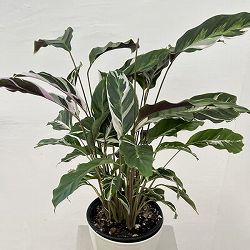 カラテア：ホワイトフュージョン　5号鉢植え