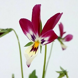 [送料無料]ビオラ：恋うさぎ3-3.5号ポット 24株セット