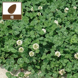 マメ科牧草：白クローバー：フィア　原袋25kg入り[シロツメグサ飼料用中葉種　タネ・放牧地の混播]