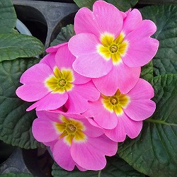 プリムラ：いちごだいふく3.5号ポット 12株セット