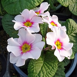 プリムラ：さくらもち3.5号ポット 6株セット