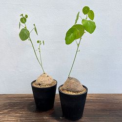 ステファニア：エレクタ　4号鉢植え