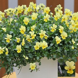 [送料無料]MSKガーデン極小輪ビオラ：フルーレット　クリーム（レモンイエロー）3号ポット 24株セット