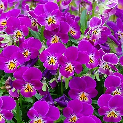 MSKガーデン極小輪ビオラ：フルーレット　スターマイン3号ポット 6株セット