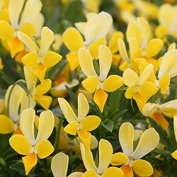 MSKガーデン極小輪ビオラ：フルーレット　クリスタル　イエローラビット3号ポット 6株セット