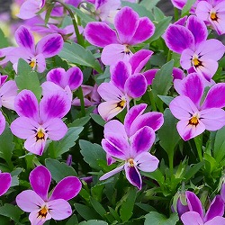 [送料無料]MSKガーデン極小輪ビオラ：フルーレット　フラミンゴピンク ラビット3号ポット 12株セット