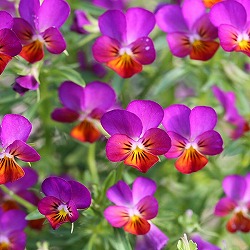 [送料無料]MSKガーデン極小輪ビオラ：フルーレット　ビビットピンク3号ポット 24株セット