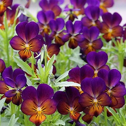 MSKガーデン極小輪ビオラ：フルーレット　ロイヤルショコラ3号ポット 6株セット