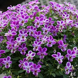 MSKガーデン極小輪ビオラ：フルーレット　ワンダーランドラビットピンク3号ポット 6株セット