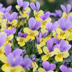 [送料無料]MSKガーデンビオラ：極小輪ビオラ：マイクロラビットバイカラー（アソート）3号ポット 12株セット