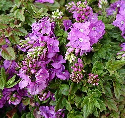 ベロニカ：ミセスホルト ピンク3-3.5号ポット 2株セット