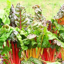 スイスチャード 3-3.5号ポット苗 6株セット