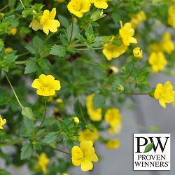 メカルドニア：ゴールドダスト11ｃｍポット 3株セット