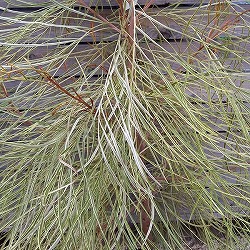 グレビレア：ハニーワンダー 5号鉢植え