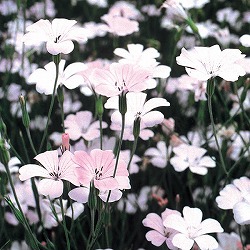 アグロステンマ:桜貝3号ポット 2株セット*