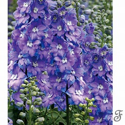 [送料無料]デルフィニウム：モ－ニングライト3-3.5号ポット 12株セット