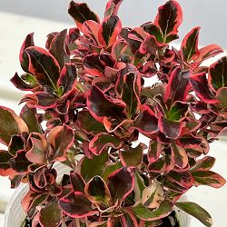 コプロスマ：パシフィックサンライズ2.5号ポット