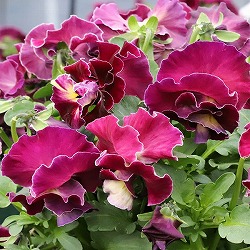 [送料無料]MSKガーデン中大輪フリンジパンジー：フレンチカンカンマジェンタドレス3号ポット 12株セット