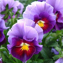 [送料無料]見元園芸のパンジー：パッションウェーブ3-3.5号ポット* 24株セット