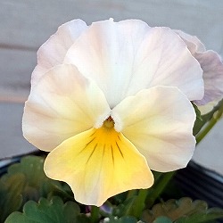 見元園芸さんのビオラ：エンジェルダック3-3.5号ポット 12株セット