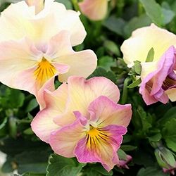 見元園芸さんのビオラ：カクテルドレス3-3.5号ポット 6株セット