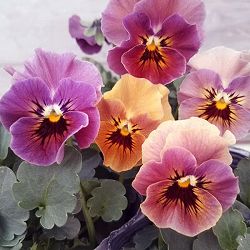 見元園芸さんのビオラ：マルンマルン3-3.5号ポット 6株セット