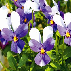 見元園芸さんのビオラ：ハリーの冒険3-3.5号ポット 12株セット