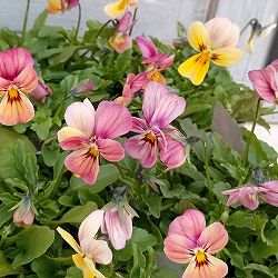 見元園芸さんのビオラ：虹色カレン3-3.5号ポット 6株セット