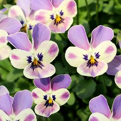 [送料無料]見元園芸さんのビオラ：シュシュの約束3-3.5号ポット 24株セット