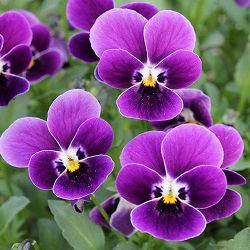 見元園芸さんのビオラ：つぶらなタヌキ3-3.5号ポット 6株セット