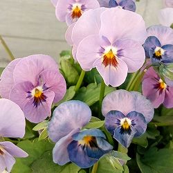 見元園芸さんのビオラ：よくばりプンク3-3.5号ポット 6株セット