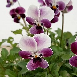 見元園芸さんのビオラ：ロシアンブルーの秘密3-3.5号ポット 6株セット