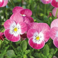 見元園芸さんのビオラ：桜子日記3-3.5号ポット 12株セット