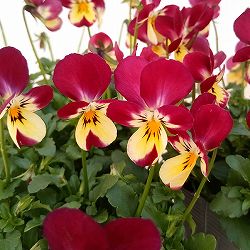 見元園芸さんのビオラ：パステルローズ3-3.5号ポット 6株セット