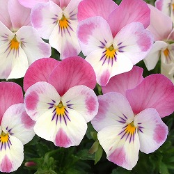 [送料無料]見元園芸さんのビオラ：春の恋3-3.5号ポット 24株セット