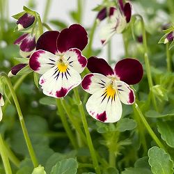 見元園芸さんのビオラ：夢子日記3-3.5号ポット 12株セット