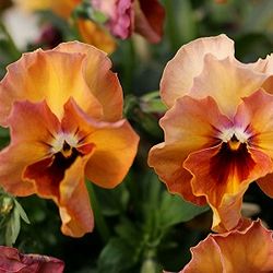 見元園芸さんのビオラ：キャメロン3-3.5号ポット 12株セット