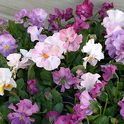 見元園芸さんのビオラ：プリティーガール3-3.5号ポット 12株セット