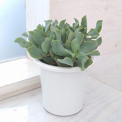 カゲツ：ブルーリボン　4号