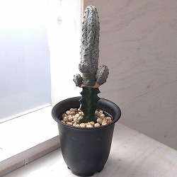 ユーフォルビア：アブデルクリグレー　4号（接ぎ木仕立て）