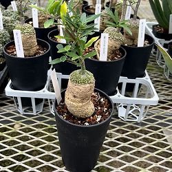 フォッケア・エデュリス 火星人　3.5号