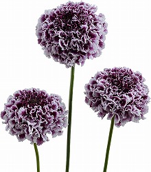 スカビオサ：フォーカルスクープ パープルレース3-3.5号ポット 3株セット