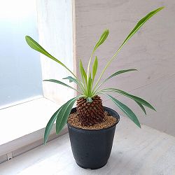 ユーフォルビア：鉄甲丸（てっこうまる）3号