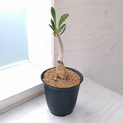 ユーフォルビア：カプサインテマリエンシス　2.5号鉢植え